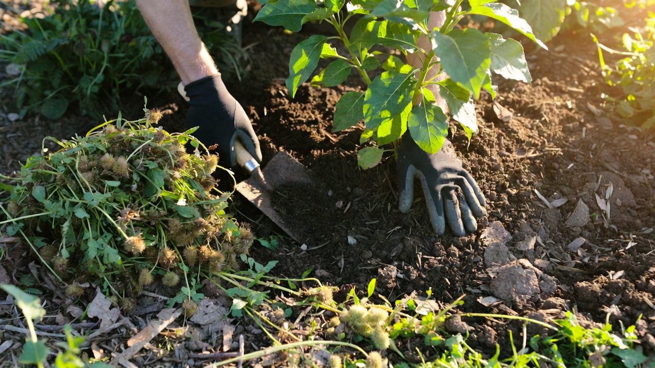late summer garden tasks — A close-up overhead view of two gloved hands pressing fresh dark mulch around the base of a green garden plant, with a small trowel, a pile of pulled weeds, and a few dried flower heads scattered on the surrounding soil, all bathed in warm late-afternoon sunlight